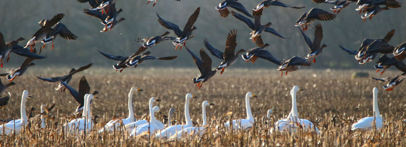 geese-big
